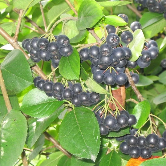 Schwarze Apfelbeere - Image 2