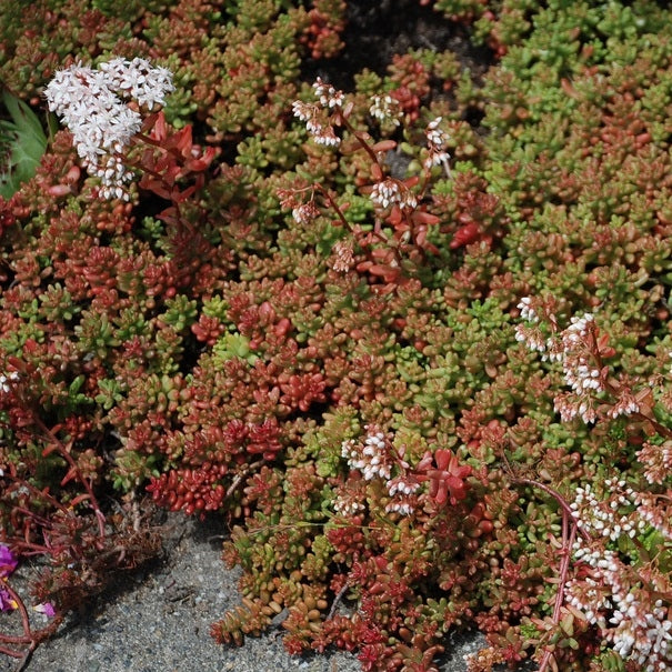 Sedum album 'Coral Carpet' - Image 3