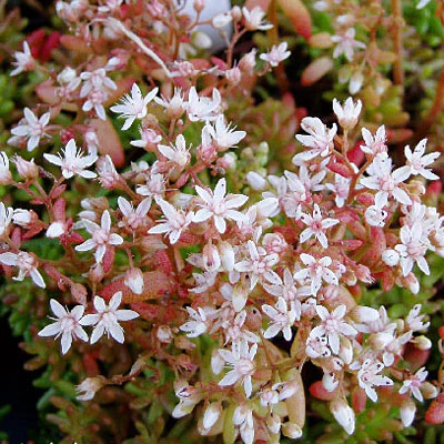 Sedum album 'Coral Carpet' - Image 4