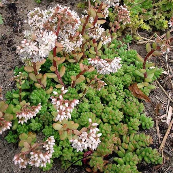 Sedum album 'Coral Carpet' - Image 5