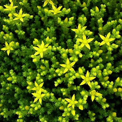 Sedum 'Yellow Queen' - Image 3