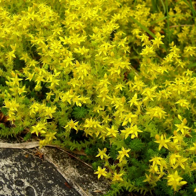 Sedum 'Yellow Queen' - Image 4