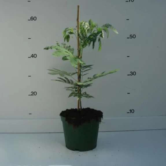 Seidenbaum - Image 3