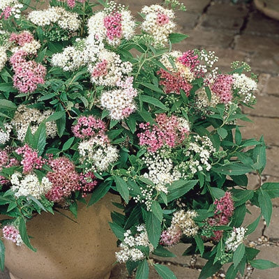 Sommerspiere - Image 2