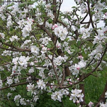 Spalier-Apfelbaum 'Benoni' - Image 3