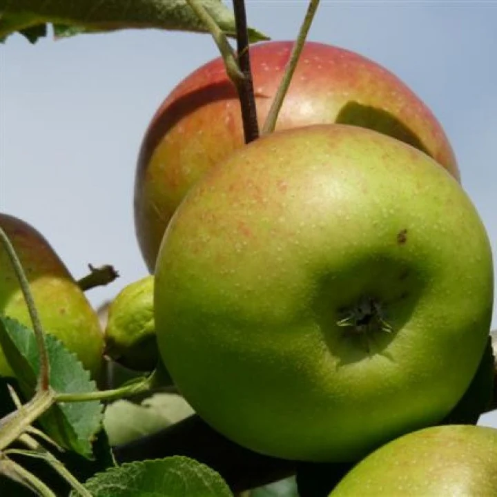 Spalier-Apfelbaum 'Benoni' - Image 4