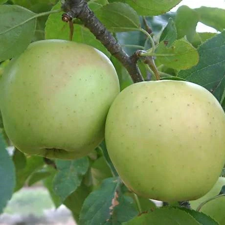 Spalier-Apfelbaum 'Golden Delicious' niedrig - Image 3