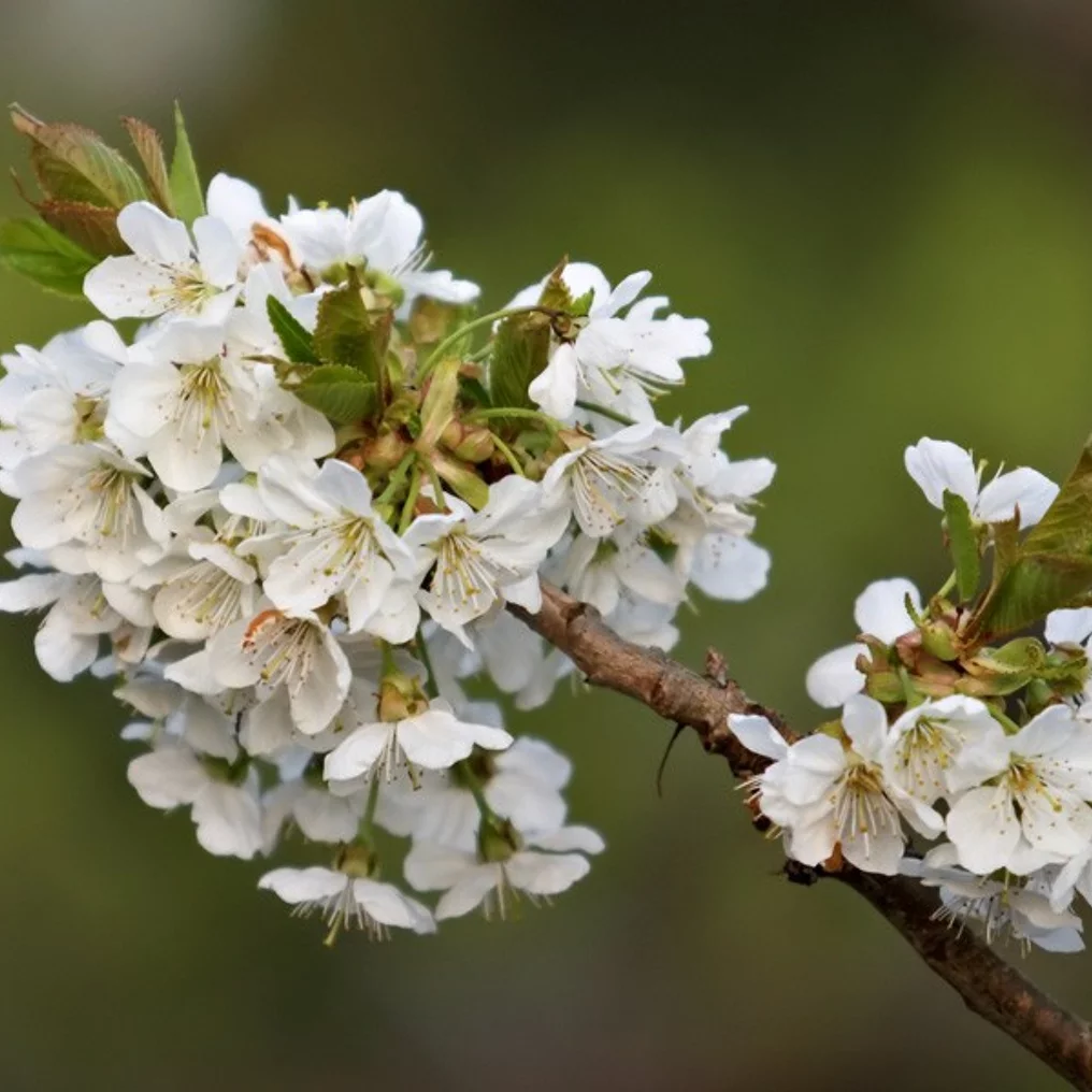 Spalier-Kirschbaum 'Stella' - Image 3