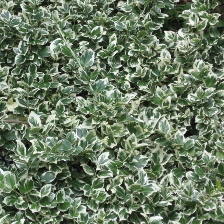Spindelstrauch 'Emerald Gaiety'