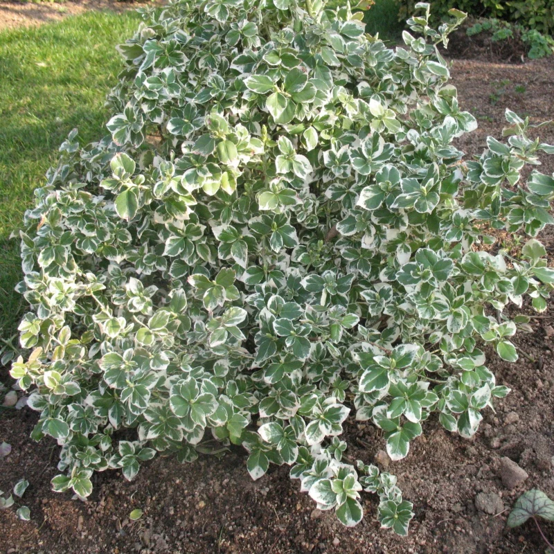 Spindelstrauch 'Emerald Gaiety' - Image 2
