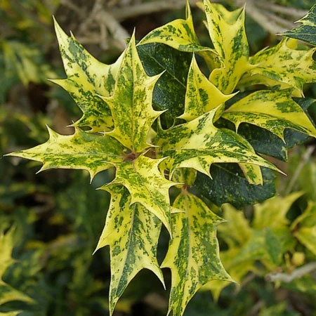 Stachelblättrige Duftblüte 'Tricolor'