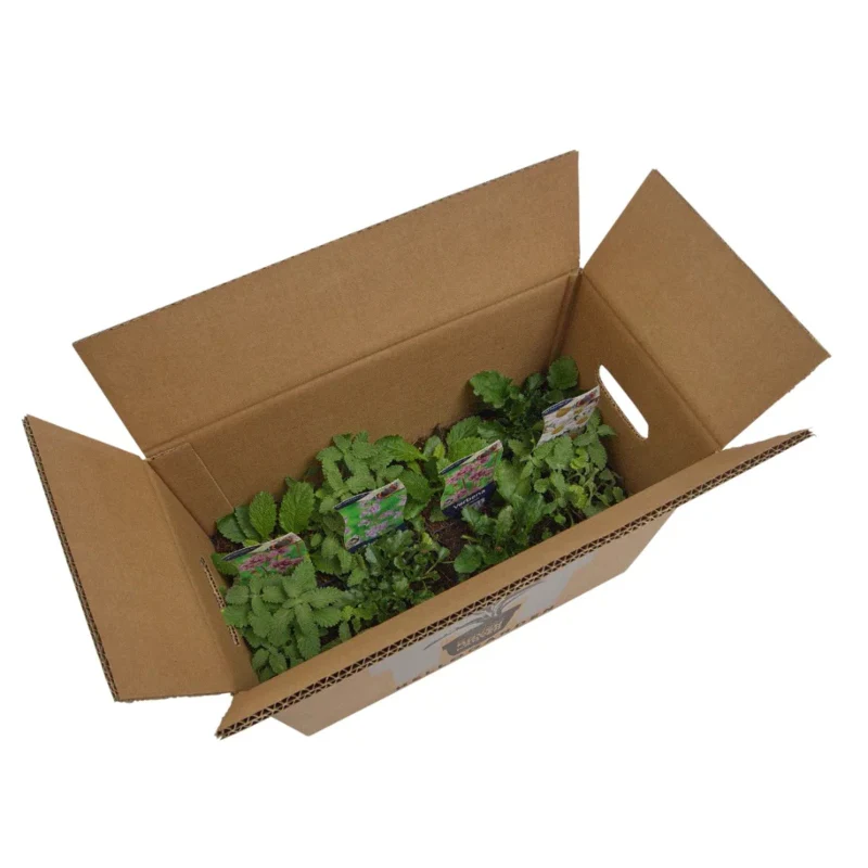 Staudenbeet-Paket 'Beautiful Cool' - Image 3