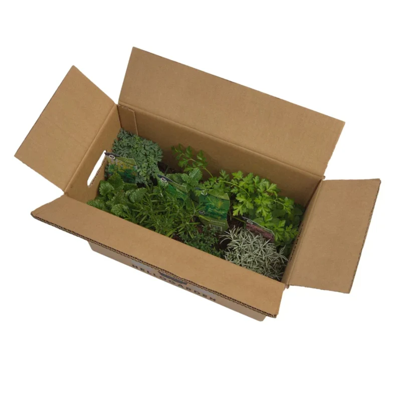 Staudenbeet-Paket 'Herb Garden' - Image 3