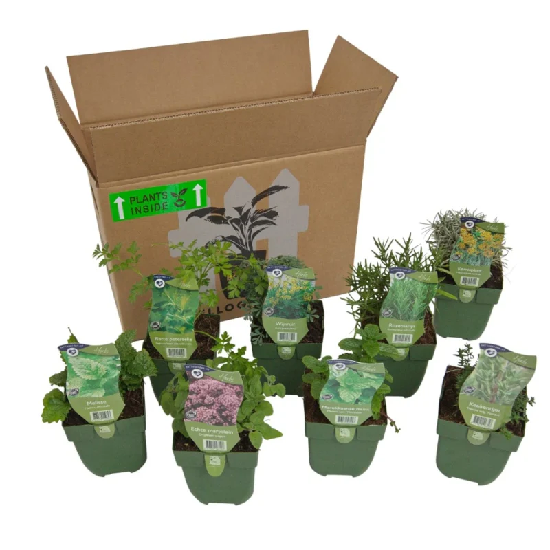 Staudenbeet-Paket 'Herb Garden' - Image 4