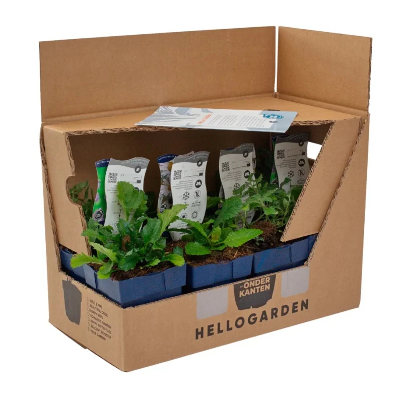Staudenbeet-Paket 'Wild & Fire' - Image 3