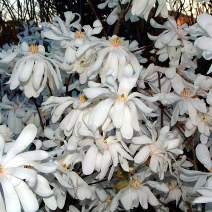 Stern-Magnolie - Image 3