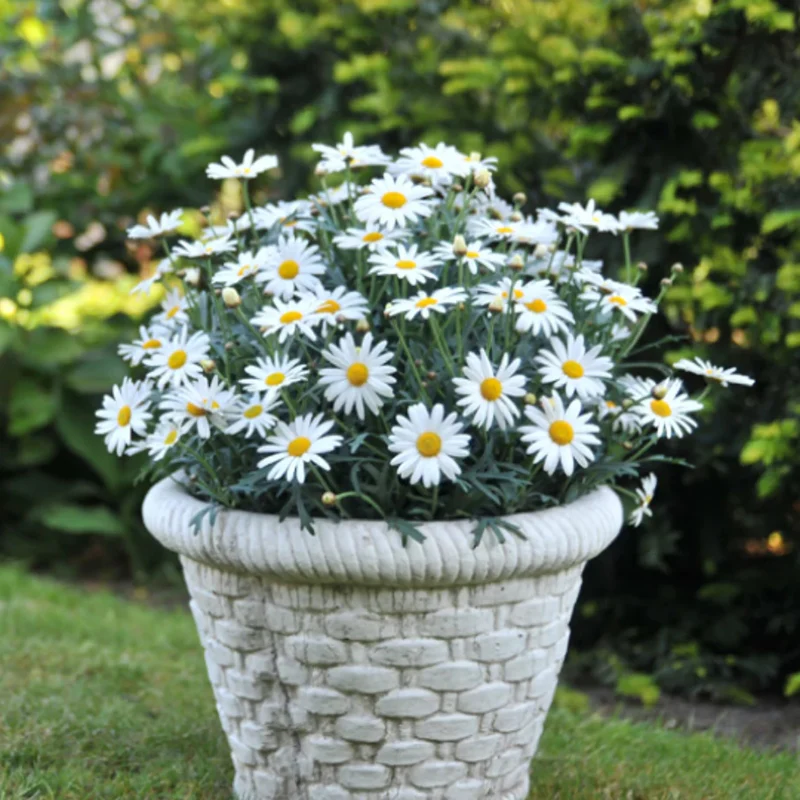 Strauchmargerite weiß - Image 3