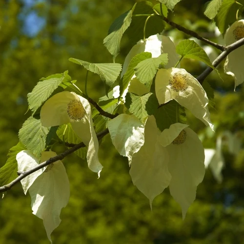 Taschentuchbaum - Image 2