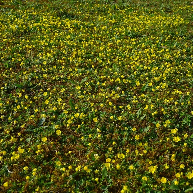 Teppich Golderdbeere - Image 3