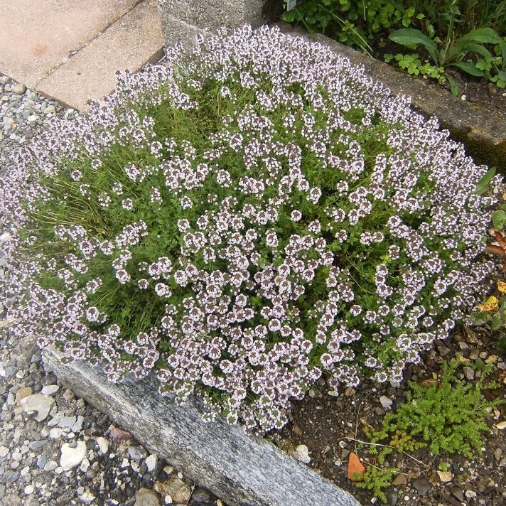 Thymian - Image 3