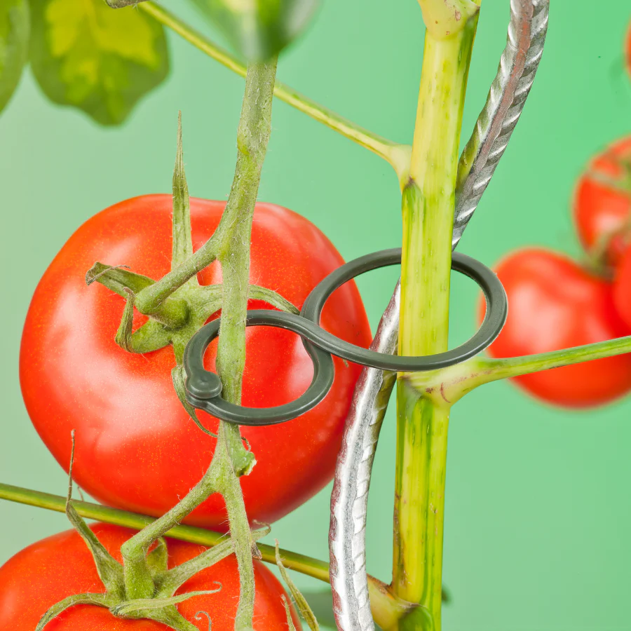 Tomaten-Pflanzenringe (25 Stück) - Image 2