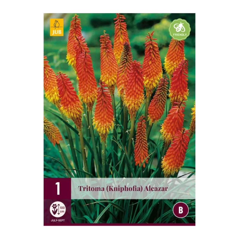 Tritoma Kniphofia Alcazar (Tasche 1 Stück)