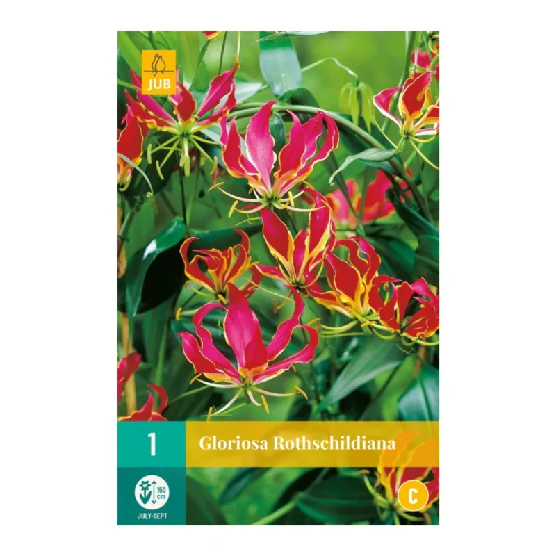 Tropenlilie Rothschildiana (Tasche 1 Stück)