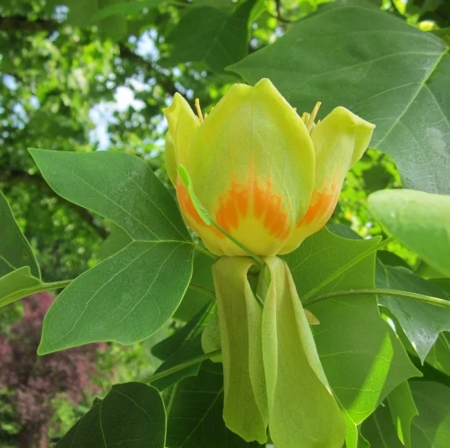 Tulpenbaum - Image 3