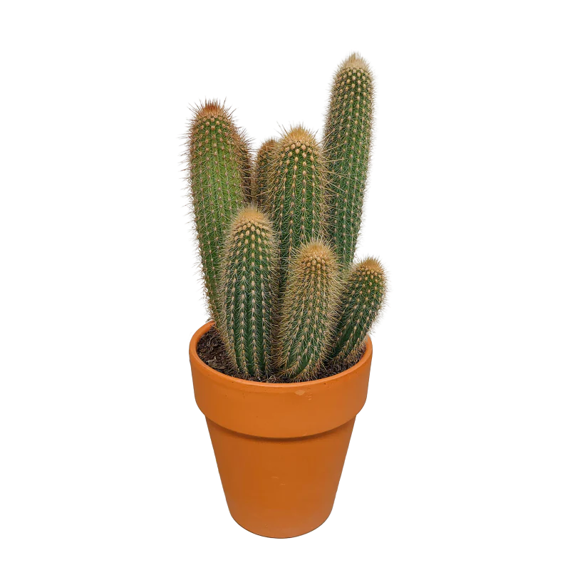 Vatricania guentheri im Terracotta-Topf 17 cm Ø