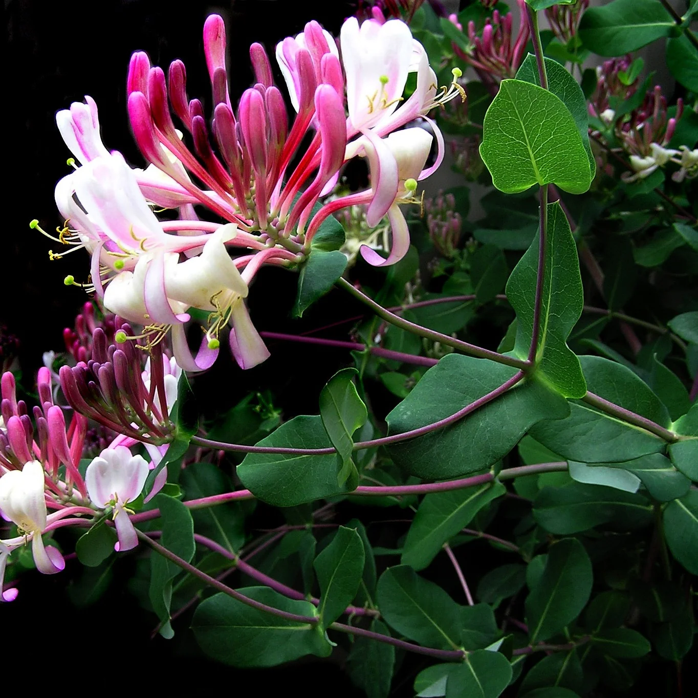 Waldgeißblatt 'Belgica'