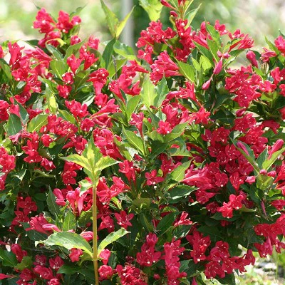 Weigelie 'Red Prince'