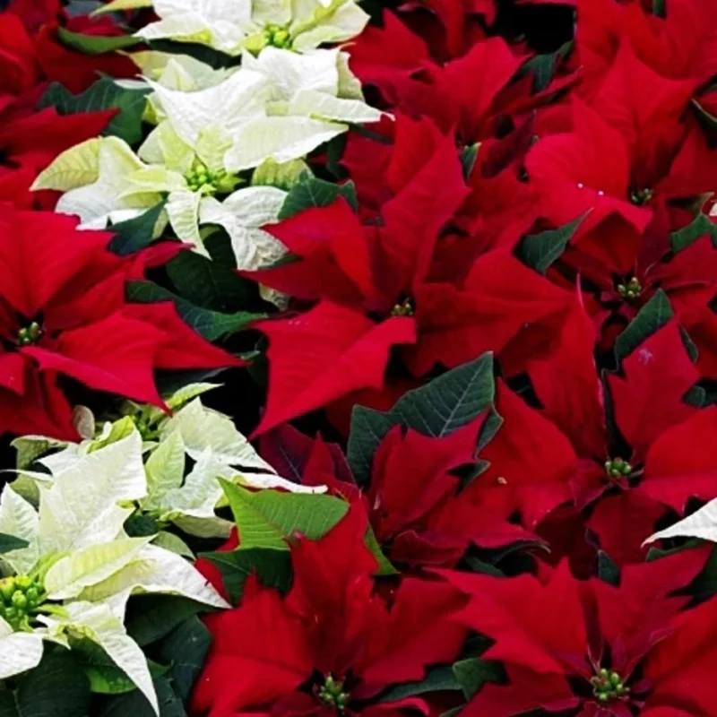 Weihnachtsstern - Image 3
