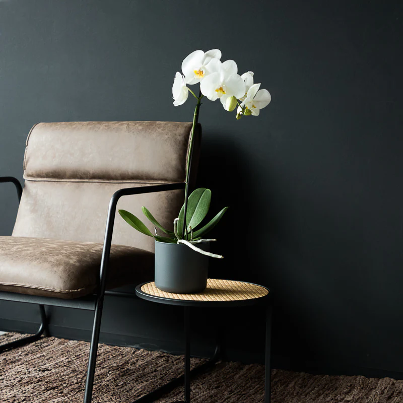 Weiße Orchidee - Image 3