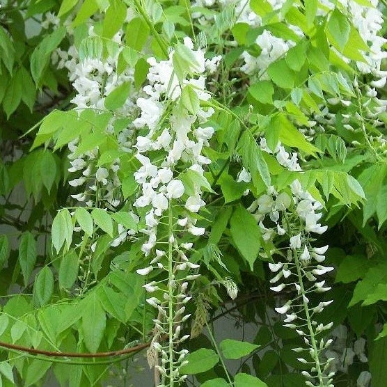 Weißer Chinesischer Blauregen - Image 2