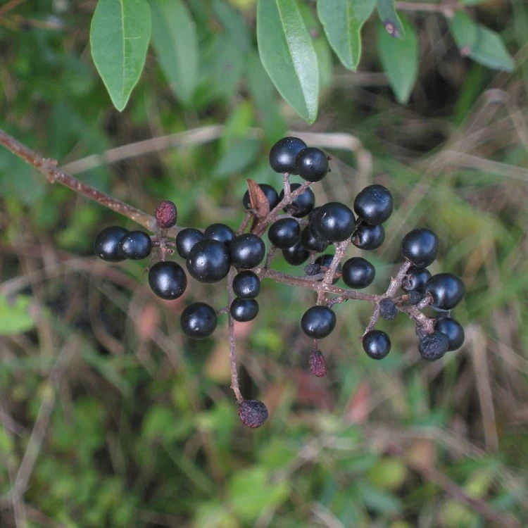 Wilder Liguster - Image 3
