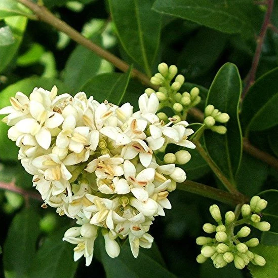 Wilder Liguster - Image 4
