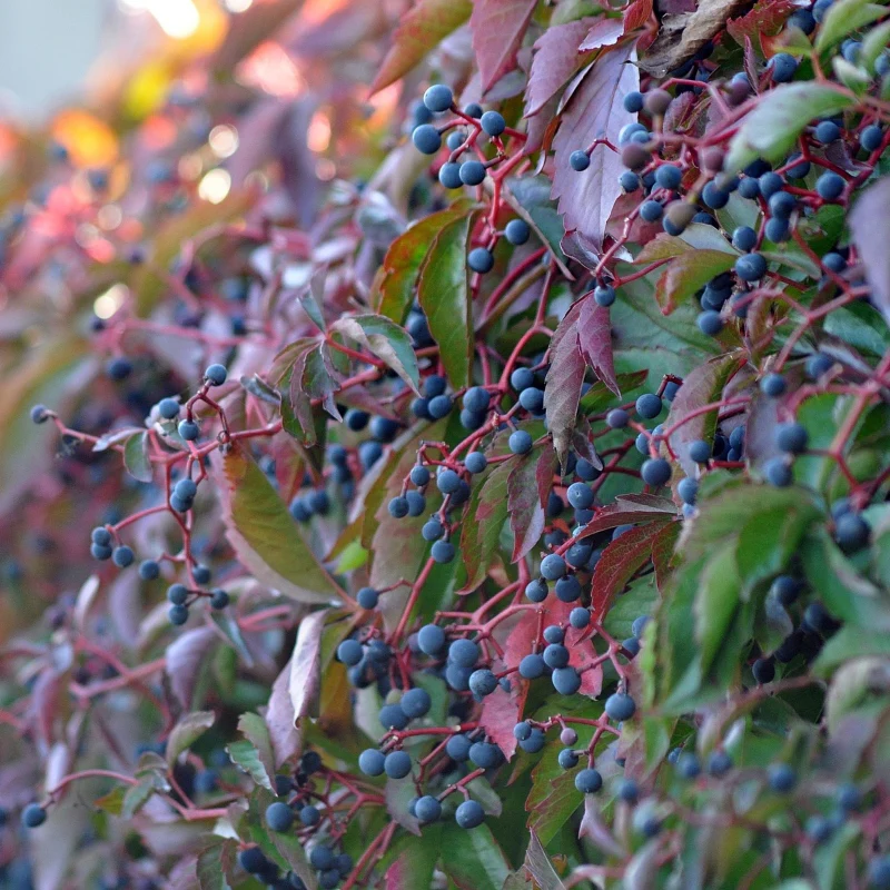 Wilder Wein 'Veitch Boskoop' - Image 3