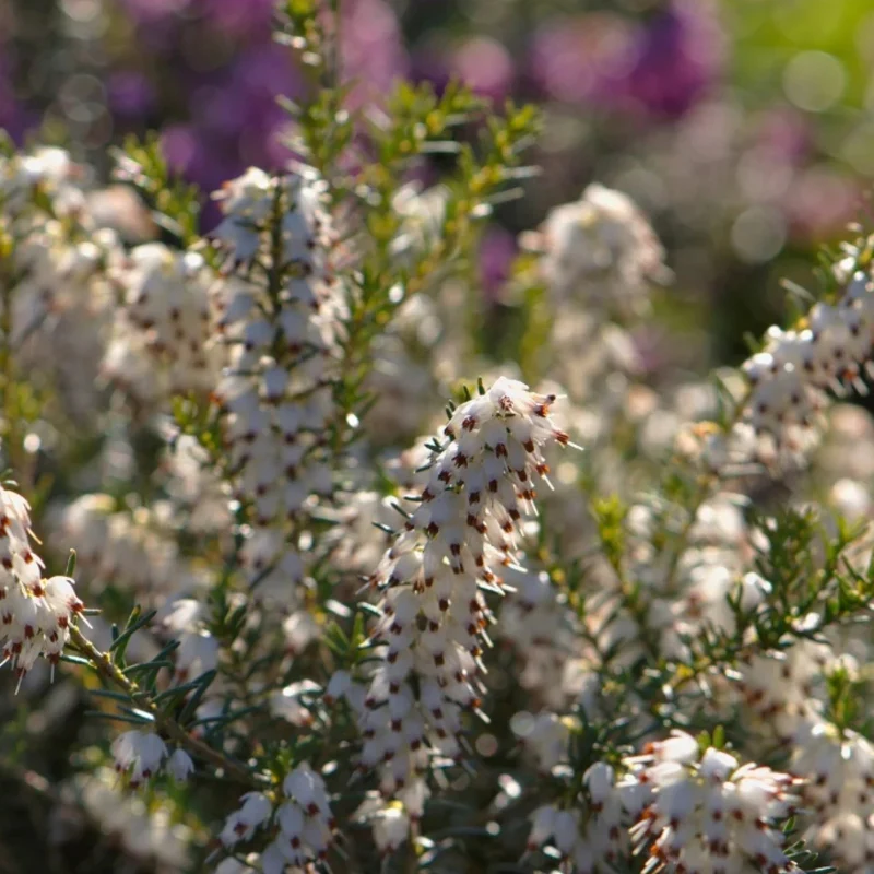 Winterblühende Heide weiß