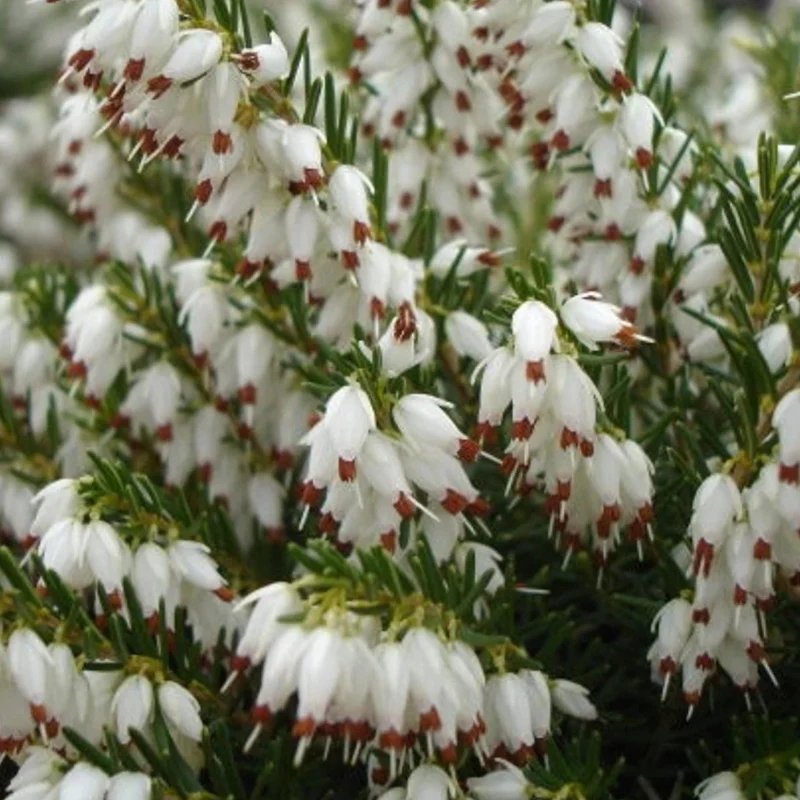 Winterblühende Heide weiß - Image 2