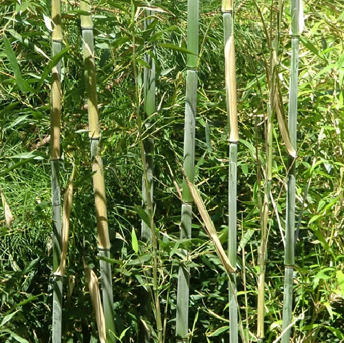 Wuchernder Riesenbambus - Image 2