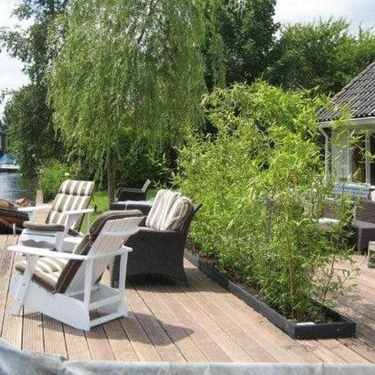 Wuchernder Riesenbambus - Image 3