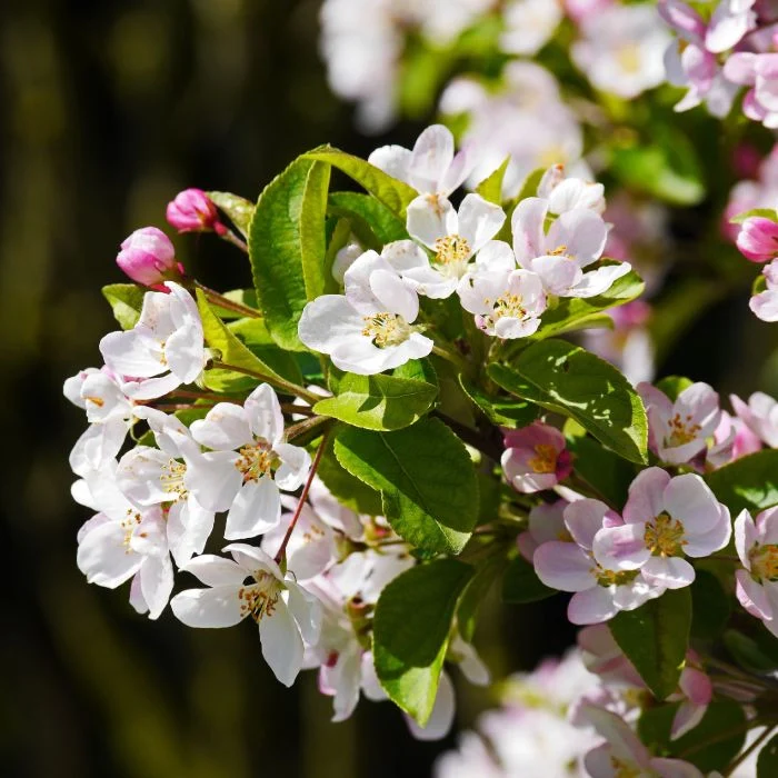 Zierapfel 'Evereste' - Image 3