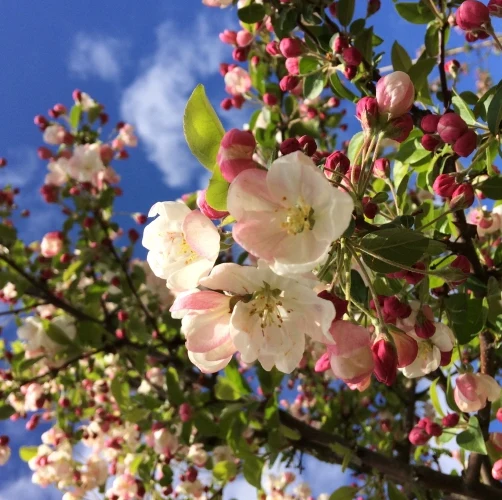 Zierapfel 'Floribunda' - Image 2