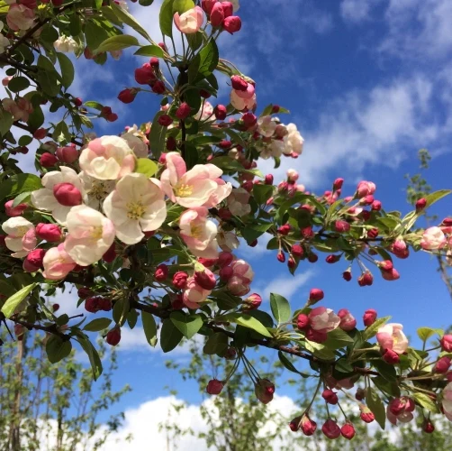 Zierapfel 'Floribunda' - Image 3