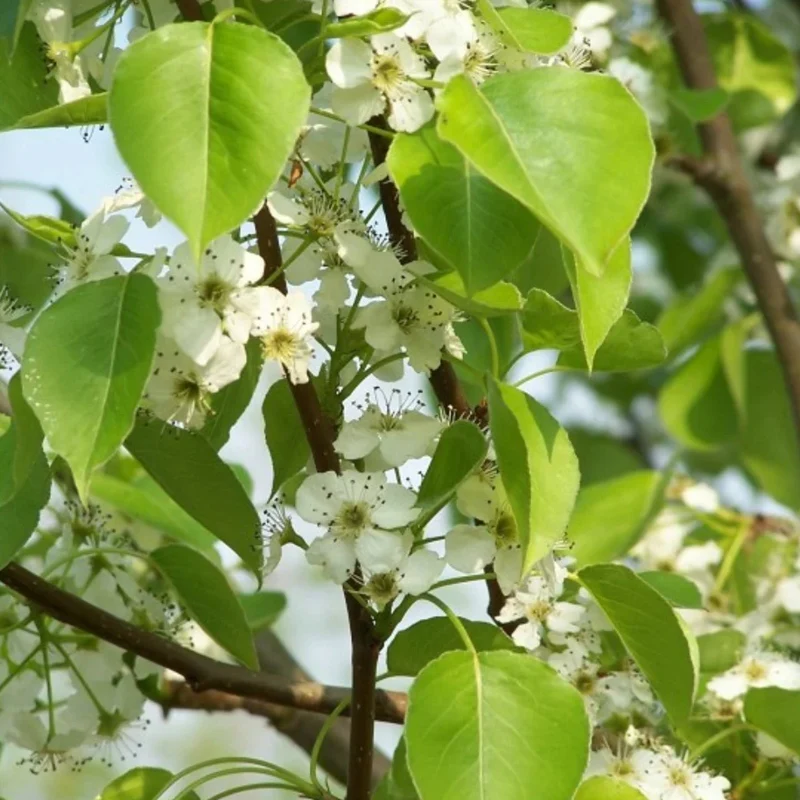 Zierbirne als Spalier - Image 3