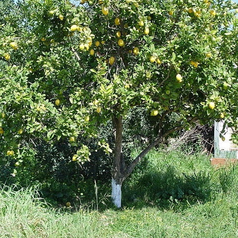 Zitronenbaum - Image 2