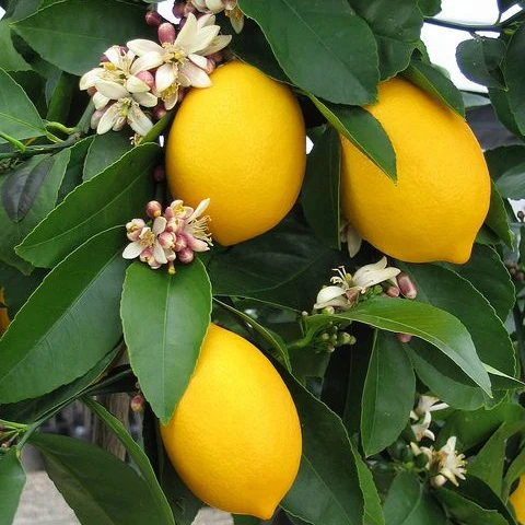 Zitronenbaum - Image 3