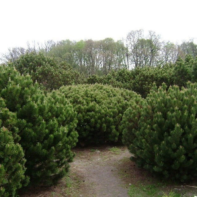 Zwergkiefer - Image 3