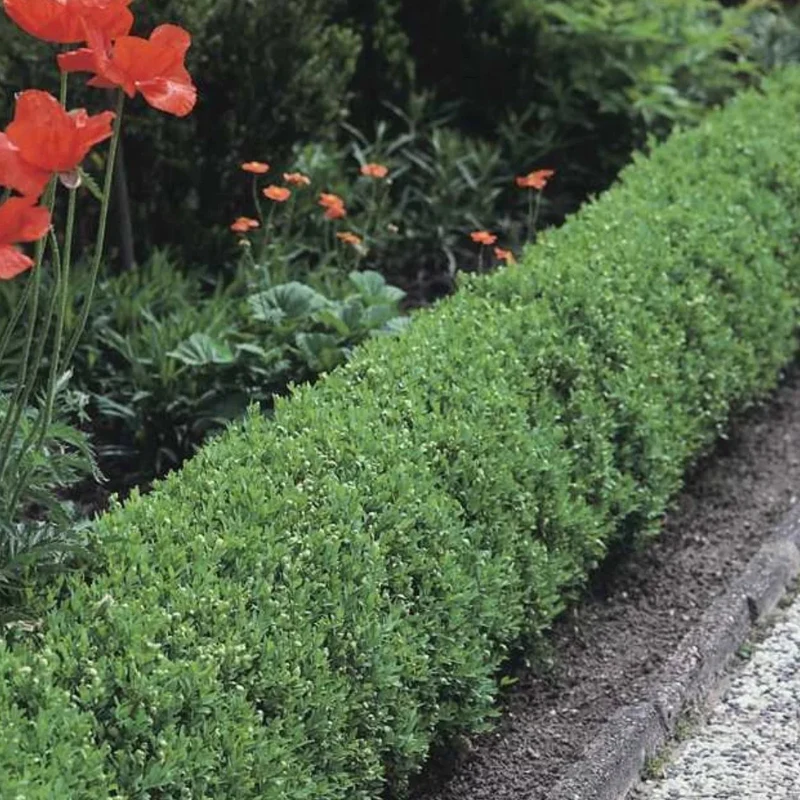 Zwergliguster 'Lodense'