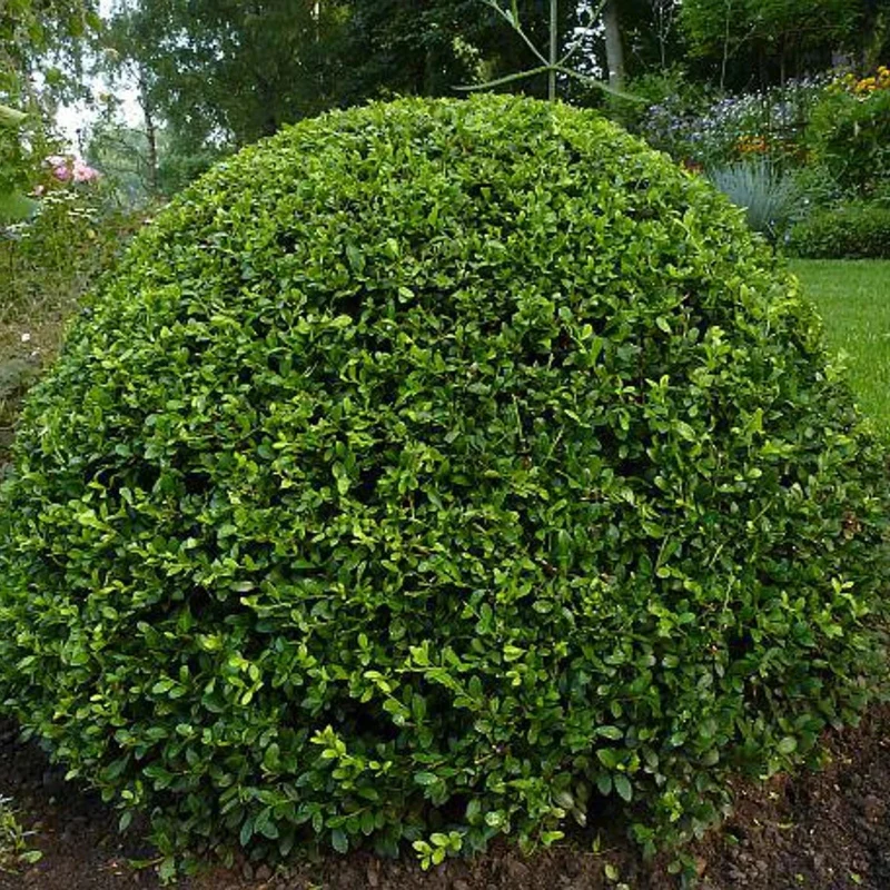 Zwergliguster 'Lodense' - Image 4
